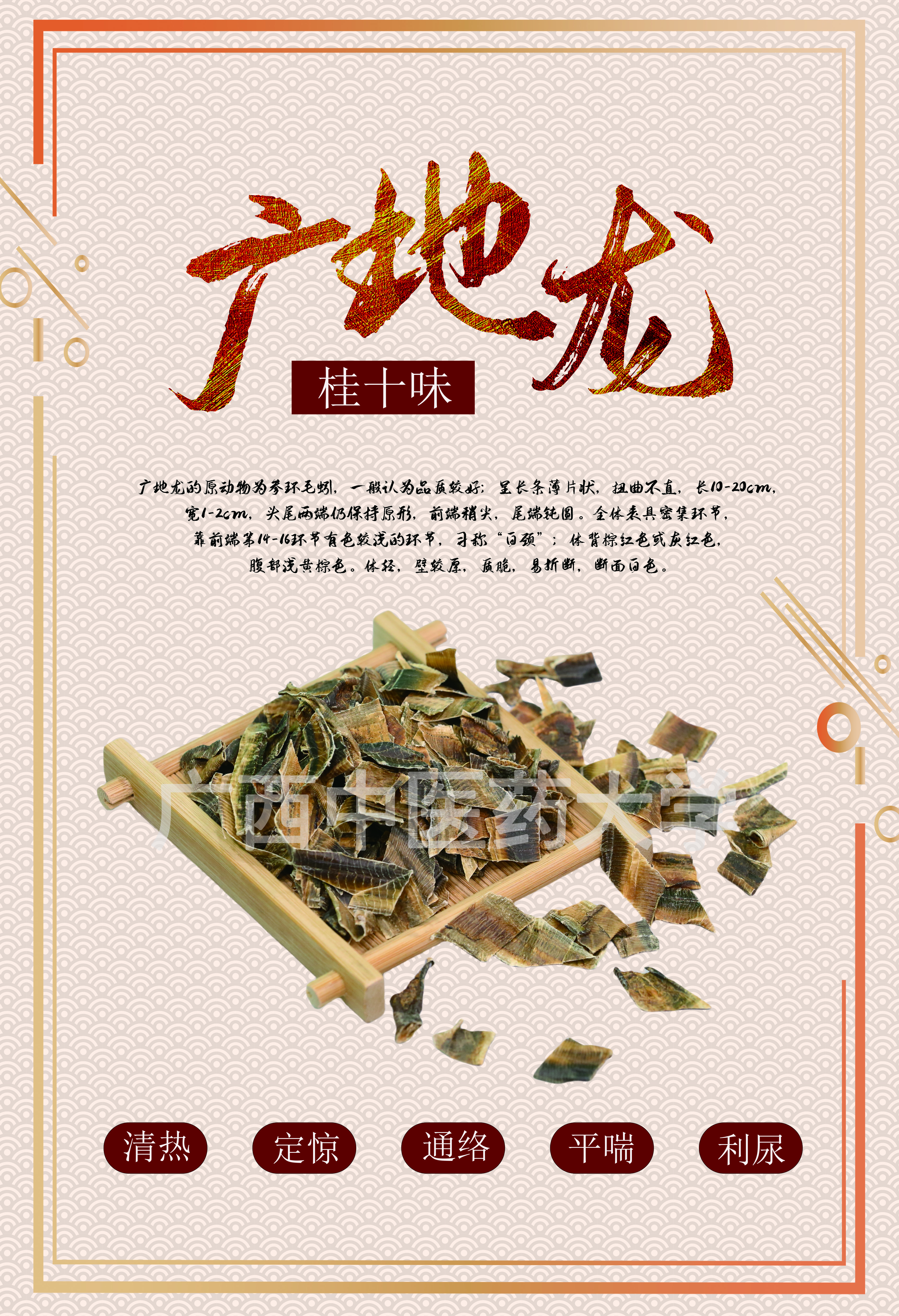 广地龙